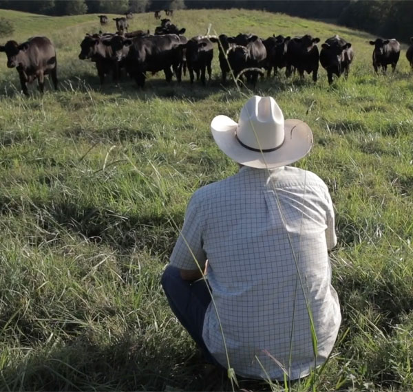 Extraordinary care equals extraordinary beef at Brasstown